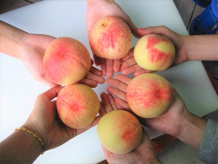 Read more about the article Department of Information Management Launches Campaign to Support Lala Mountain Peach Farmers and Medical Frontliners Amid Pandemic